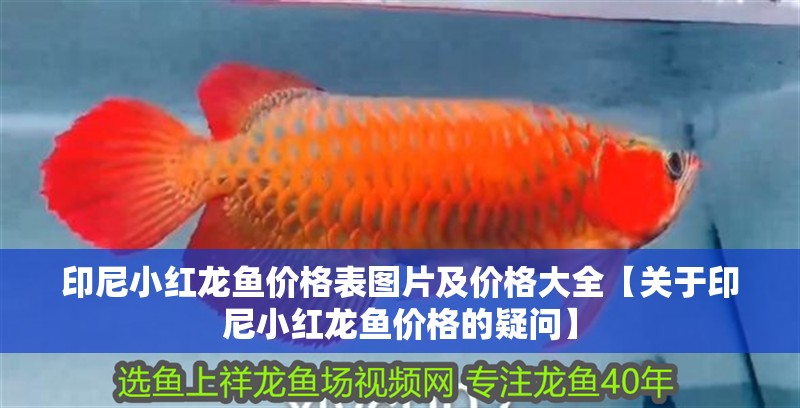 印尼小紅龍魚價格表圖片及價格大全【關于印尼小紅龍魚價格的疑問】