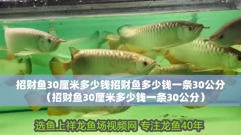 招財魚30厘米多少錢招財魚多少錢一條30公分（招財魚30厘米多少錢一條30公分）