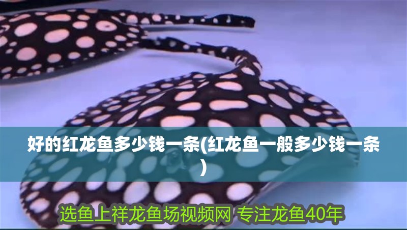 好的紅龍魚多少錢一條(紅龍魚一般多少錢一條)