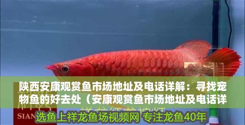 陜西安康觀賞魚市場地址及電話詳解：尋找寵物魚的好去處（安康觀賞魚市場地址及電話詳解尋找寵物魚的好去處） 陜西安康觀賞魚市場地址及電話詳解：尋找寵物魚的好去處（安康觀賞魚市場地址及電話詳解尋找寵物魚的好去處） 觀賞魚百科 第2張