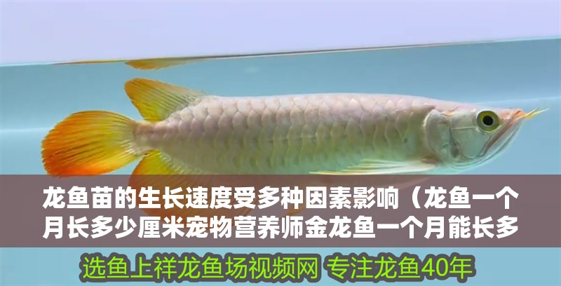 龍魚苗的生長速度受多種因素影響（龍魚一個月長多少厘米寵物營養師金龍魚一個月能長多大）