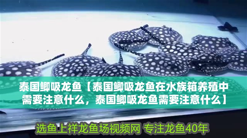 泰國鯽吸龍魚【泰國鯽吸龍魚在水族箱養(yǎng)殖中需要注意什么，泰國鯽吸龍魚需要注意什么】
