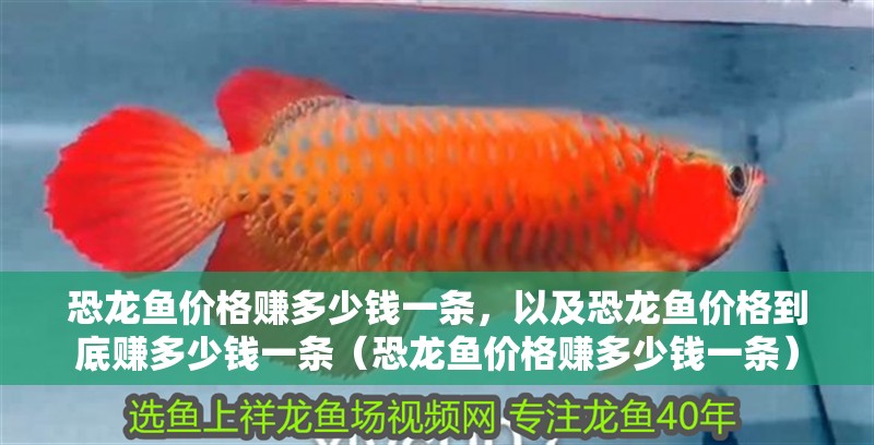 恐龍魚價格賺多少錢一條，以及恐龍魚價格到底賺多少錢一條（恐龍魚價格賺多少錢一條）