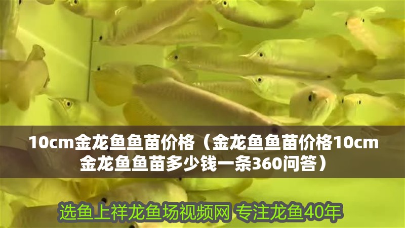 10cm金龍魚魚苗價(jià)格（金龍魚魚苗價(jià)格10cm金龍魚魚苗多少錢一條360問答）