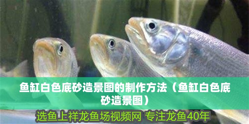 魚缸白色底砂造景圖的制作方法（魚缸白色底砂造景圖）