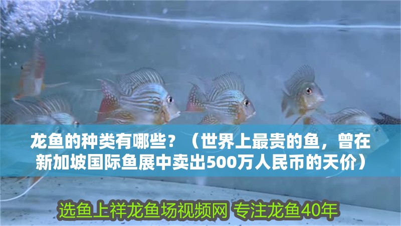 龍魚的種類有哪些？（世界上最貴的魚，曾在新加坡國際魚展中賣出500萬人民幣的天價）