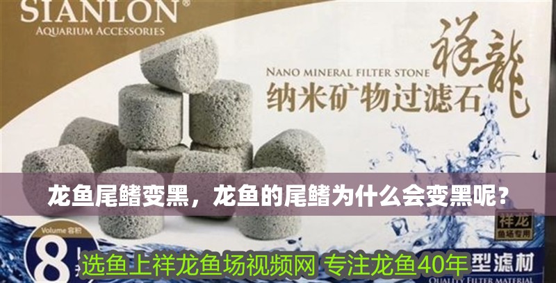 龍魚尾鰭變黑，龍魚的尾鰭為什么會變黑呢？