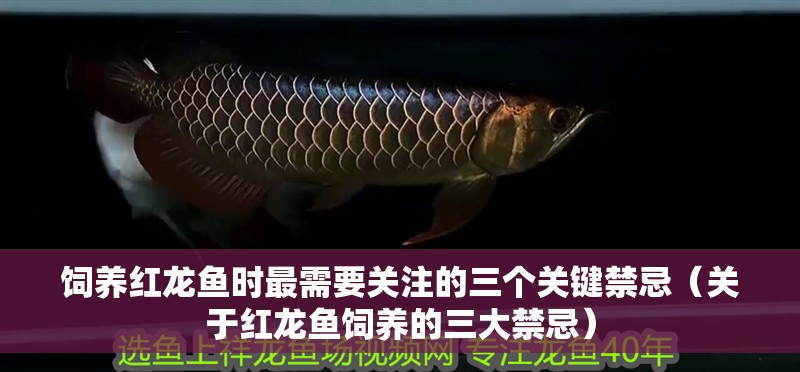 飼養紅龍魚時最需要關注的三個關鍵禁忌（關于紅龍魚飼養的三大禁忌）
