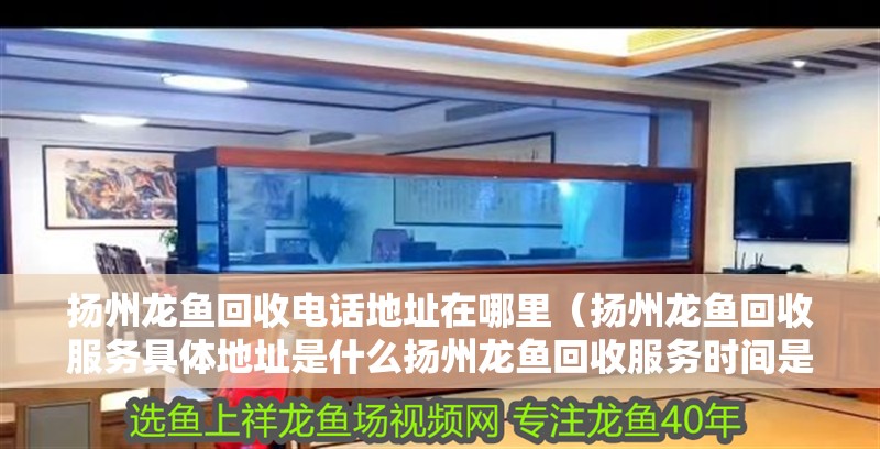 揚州龍魚回收電話地址在哪里（揚州龍魚回收服務具體地址是什么揚州龍魚回收服務時間是怎樣的）