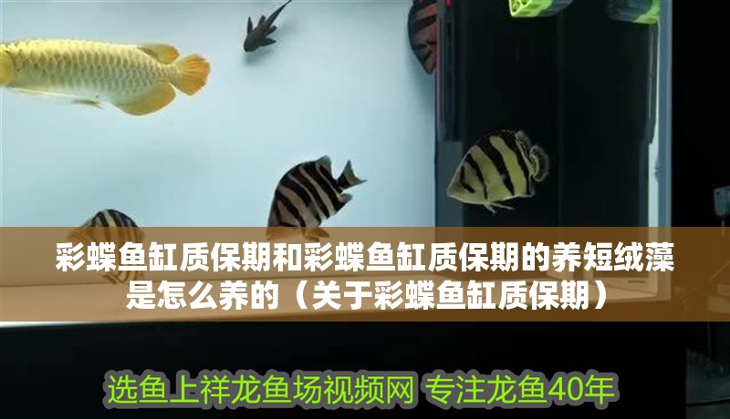 彩蝶魚缸質(zhì)保期和彩蝶魚缸質(zhì)保期的養(yǎng)短絨藻是怎么養(yǎng)的（關(guān)于彩蝶魚缸質(zhì)保期）