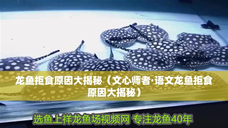龍魚拒食原因大揭秘（文心師者·語文龍魚拒食原因大揭秘） 龍魚拒食原因大揭秘（文心師者·語文龍魚拒食原因大揭秘） 觀賞魚百科 第2張
