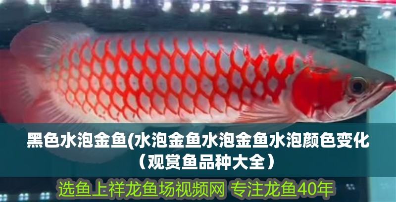黑色水泡金魚(水泡金魚水泡金魚水泡顏色變化（觀賞魚品種大全） 黑色水泡金魚(水泡金魚水泡金魚水泡顏色變化（觀賞魚品種大全） 觀賞魚百科