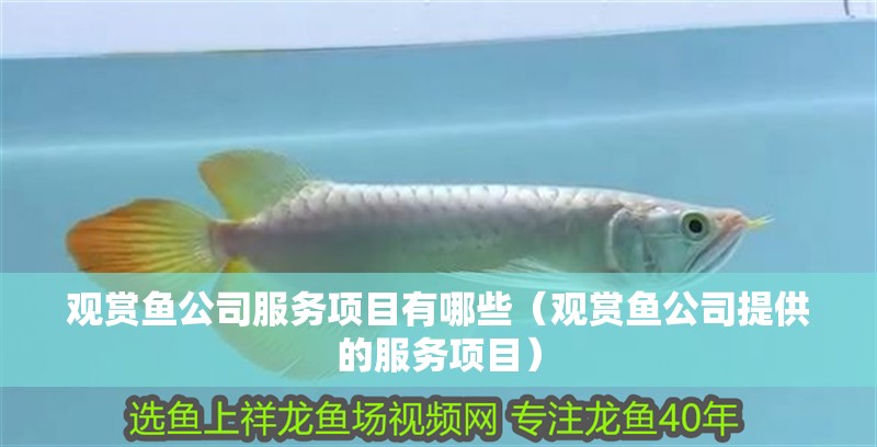 觀賞魚公司服務項目有哪些（觀賞魚公司提供的服務項目）