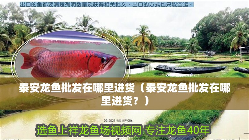 泰安龍魚批發在哪里進貨（泰安龍魚批發在哪里進貨？）