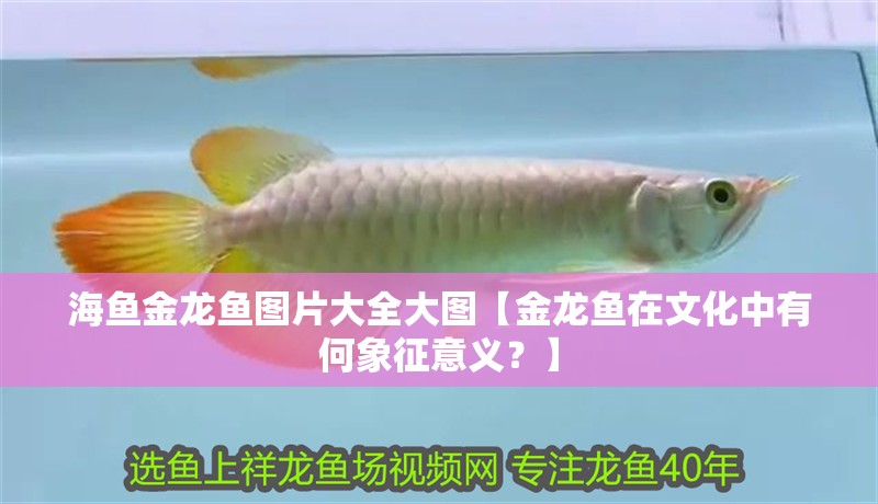 海魚金龍魚圖片大全大圖【金龍魚在文化中有何象征意義？】