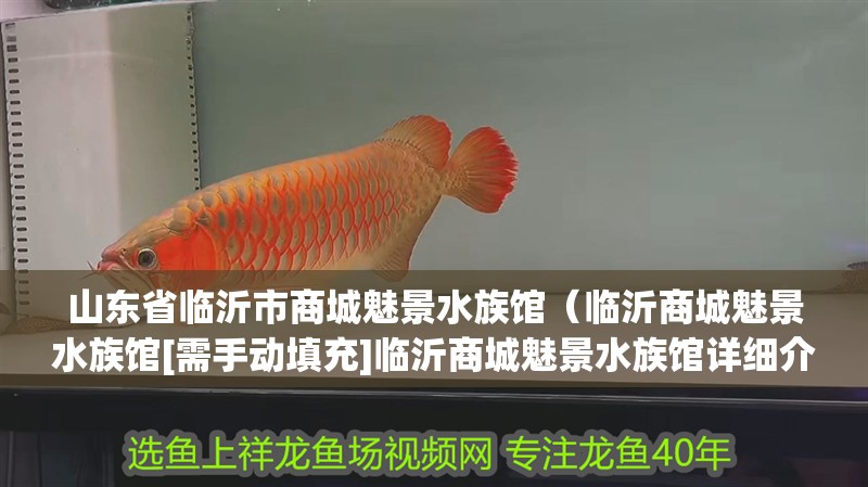 山東省臨沂市商城魅景水族館（臨沂商城魅景水族館[需手動填充]臨沂商城魅景水族館詳細介紹）