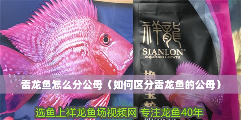 雷龍魚怎么分公母（如何區(qū)分雷龍魚的公母）