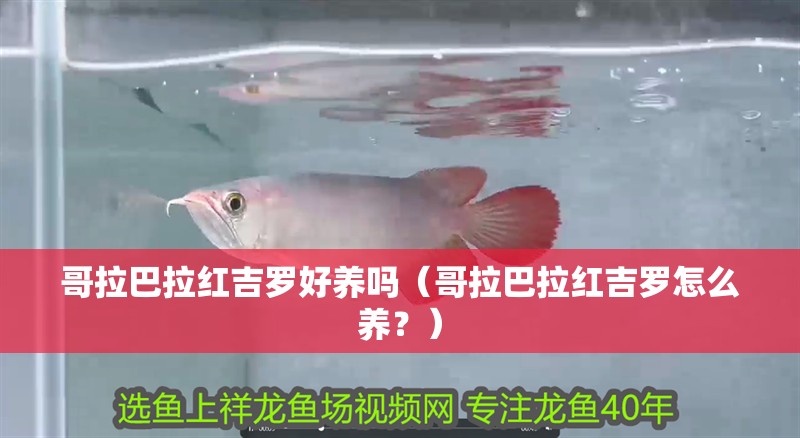 哥拉巴拉紅吉羅好養(yǎng)嗎（哥拉巴拉紅吉羅怎么養(yǎng)？）
