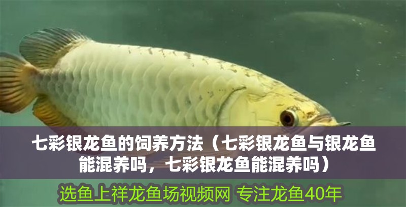 七彩銀龍魚的飼養(yǎng)方法（七彩銀龍魚與銀龍魚能混養(yǎng)嗎，七彩銀龍魚能混養(yǎng)嗎）