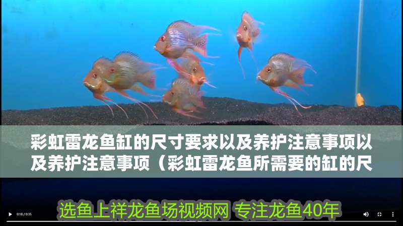 彩虹雷龍魚缸的尺寸要求以及養(yǎng)護注意事項以及養(yǎng)護注意事項(彩虹雷龍魚所需要的缸的尺寸要求以及養(yǎng)護注意事項) 觀賞魚百科 第2張 彩虹雷龍魚缸的尺寸要求以及養(yǎng)護注意事項以及養(yǎng)護注意事項(彩虹雷龍魚所需要的缸的尺寸要求以及養(yǎng)護注意事項) 彩虹雷龍魚缸的尺寸要求以及養(yǎng)護注意事項以及養(yǎng)護注意事項(彩虹雷龍魚所需要的缸的尺寸要求以及養(yǎng)護注意事項) 觀賞魚百科 第2張
