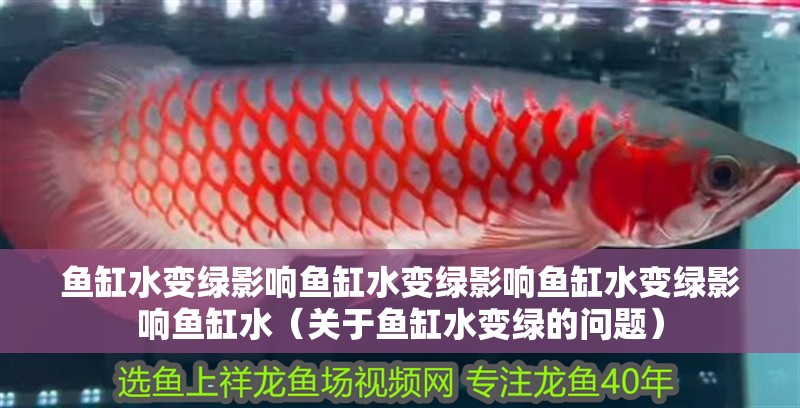 魚缸水變綠影響魚缸水變綠影響魚缸水變綠影響魚缸水（關于魚缸水變綠的問題）