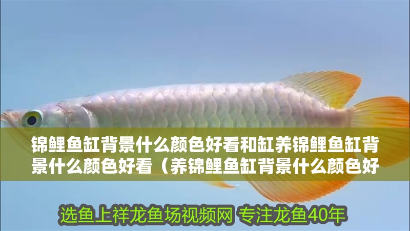 錦鯉魚缸背景什么顏色好看和缸養(yǎng)錦鯉魚缸背景什么顏色好看（養(yǎng)錦鯉魚缸背景什么顏色好看）