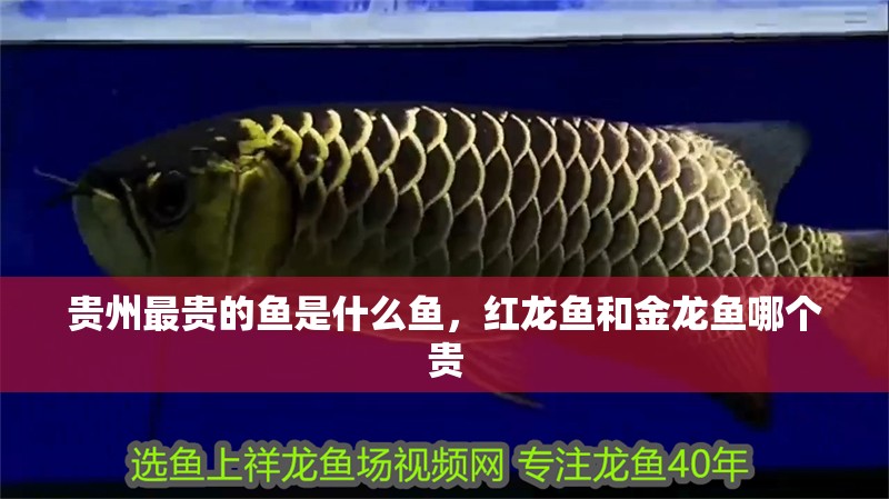 貴州最貴的魚是什么魚，紅龍魚和金龍魚哪個貴