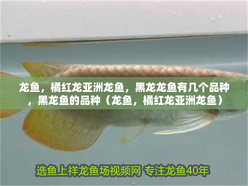 龍魚，橘紅龍亞洲龍魚，黑龍龍魚有幾個品種，黑龍魚的品種（龍魚，橘紅龍亞洲龍魚）