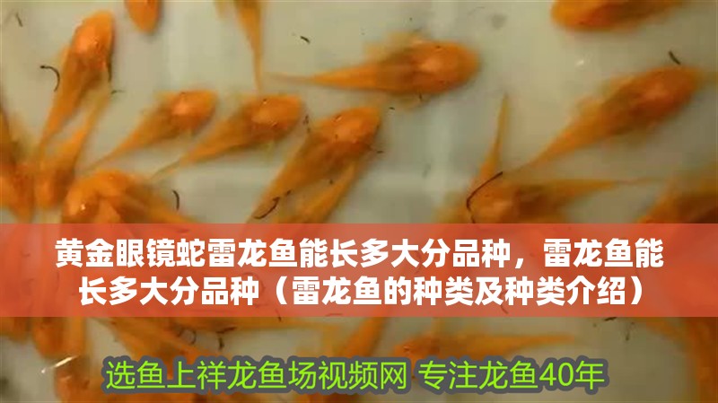 黃金眼鏡蛇雷龍魚能長多大分品種，雷龍魚能長多大分品種（雷龍魚的種類及種類介紹）