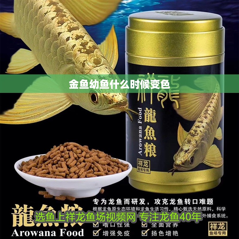 金魚幼魚什么時候變色