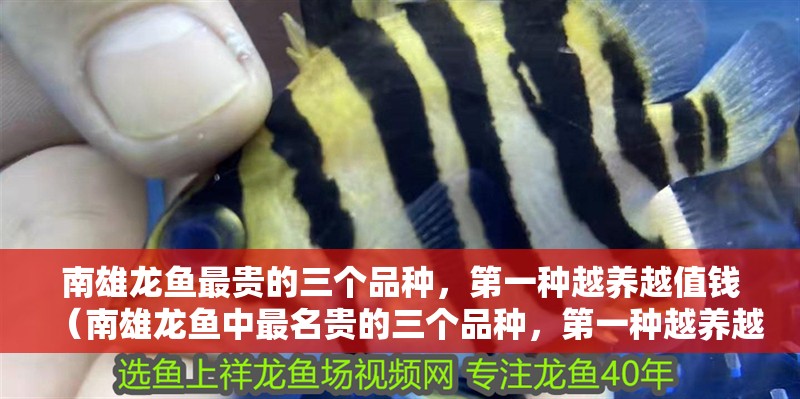 南雄龍魚最貴的三個品種，第一種越養越值錢（南雄龍魚中最名貴的三個品種，第一種越養越值錢天下）