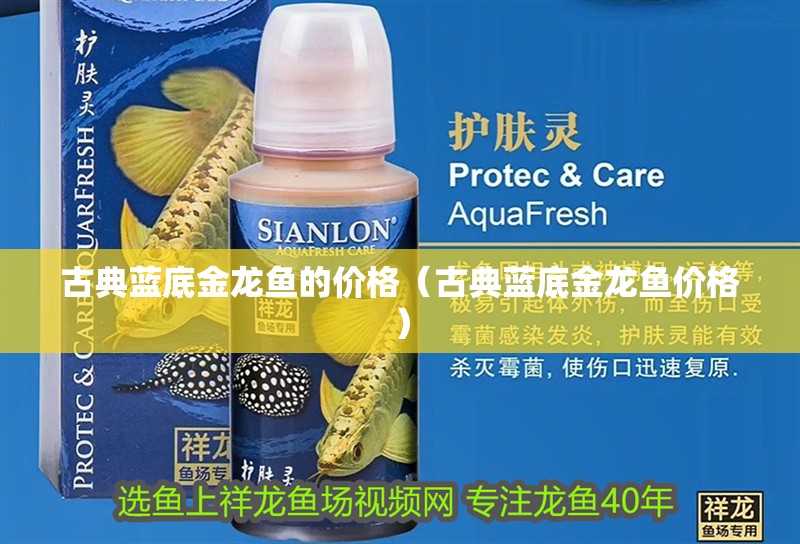 古典藍底金龍魚的價格（古典藍底金龍魚價格） 古典藍底金龍魚的價格（古典藍底金龍魚價格） 觀賞魚百科