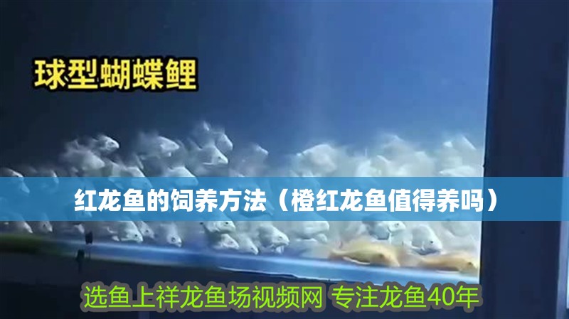 紅龍魚的飼養(yǎng)方法（橙紅龍魚值得養(yǎng)嗎）