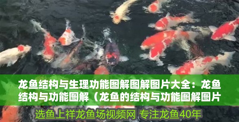 龍魚結構與生理功能圖解圖解圖片大全：龍魚結構與功能圖解（龍魚的結構與功能圖解圖片大全：深入探究龍魚身體結構、生理功能）