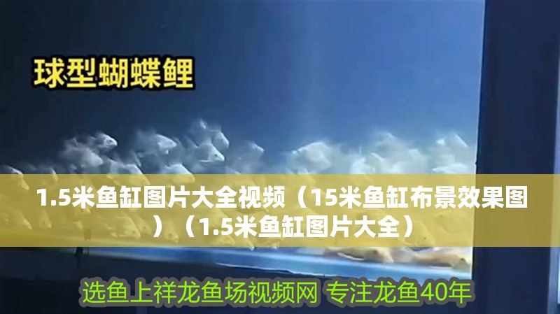 1.5米魚(yú)缸圖片大全視頻（15米魚(yú)缸布景效果圖）（1.5米魚(yú)缸圖片大全）