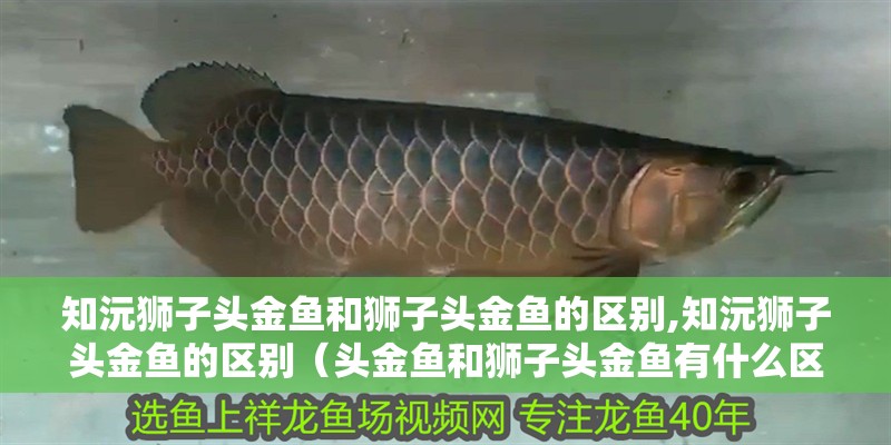 知沅獅子頭金魚和獅子頭金魚的區(qū)別,知沅獅子頭金魚的區(qū)別（頭金魚和獅子頭金魚有什么區(qū)別）