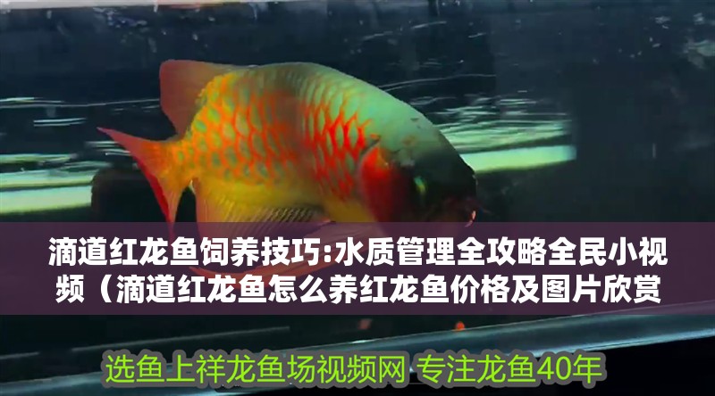 滴道紅龍魚飼養技巧:水質管理全攻略全民小視頻（滴道紅龍魚怎么養紅龍魚價格及圖片欣賞大全）