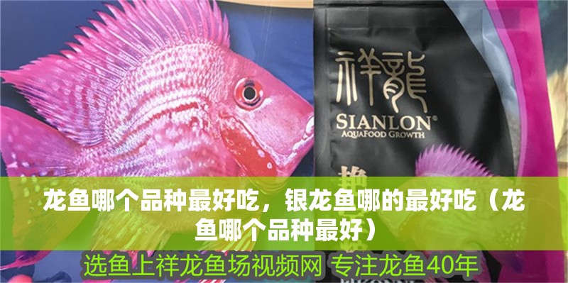 龍魚哪個品種最好吃，銀龍魚哪的最好吃（龍魚哪個品種最好） 龍魚哪個品種最好吃，銀龍魚哪的最好吃（龍魚哪個品種最好） 觀賞魚百科