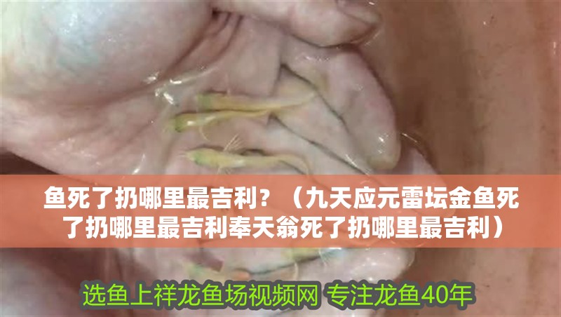 魚死了扔哪里最吉利？（九天應(yīng)元雷壇金魚死了扔哪里最吉利奉天翁死了扔哪里最吉利） 魚死了扔哪里最吉利？（九天應(yīng)元雷壇金魚死了扔哪里最吉利奉天翁死了扔哪里最吉利） 觀賞魚百科 第4張