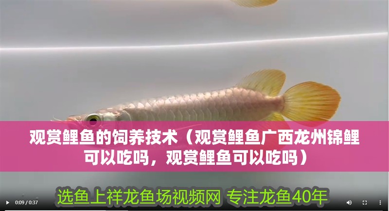 觀賞鯉魚的飼養技術（觀賞鯉魚廣西龍州錦鯉可以吃嗎，觀賞鯉魚可以吃嗎）
