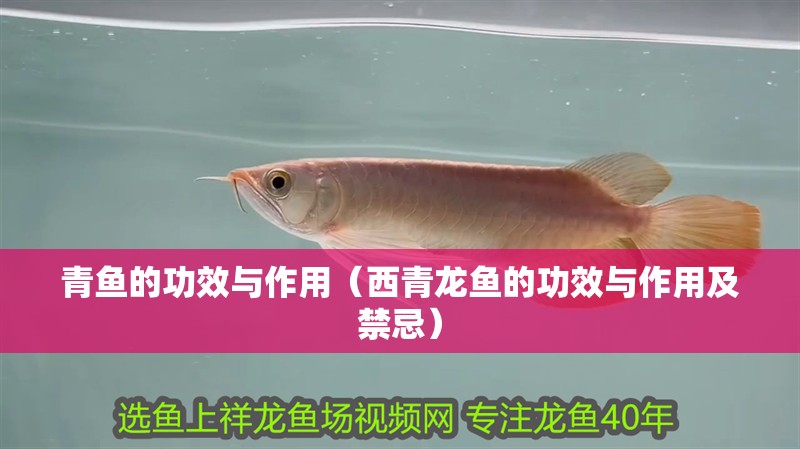 青魚的功效與作用（西青龍魚的功效與作用及禁忌）