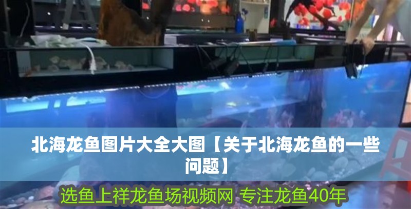 北海龍魚圖片大全大圖【關于北海龍魚的一些問題】