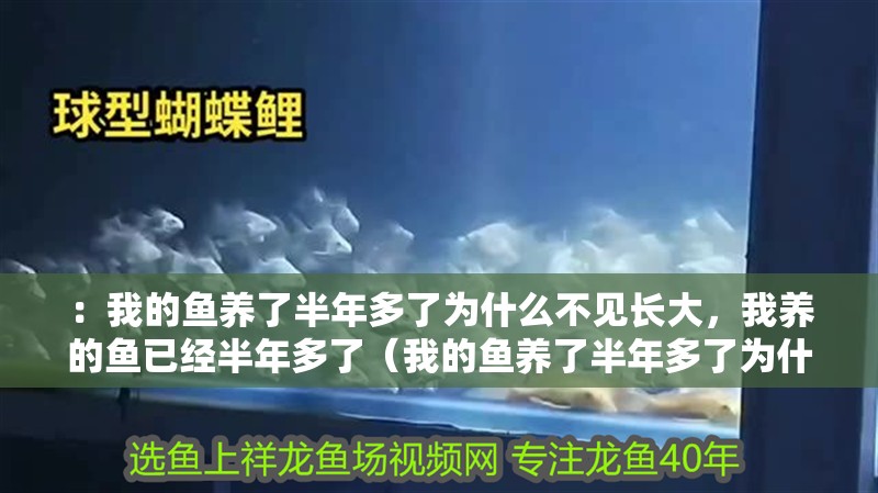 ：我的魚養(yǎng)了半年多了為什么不見長大，我養(yǎng)的魚已經(jīng)半年多了（我的魚養(yǎng)了半年多了為什么不見長大）