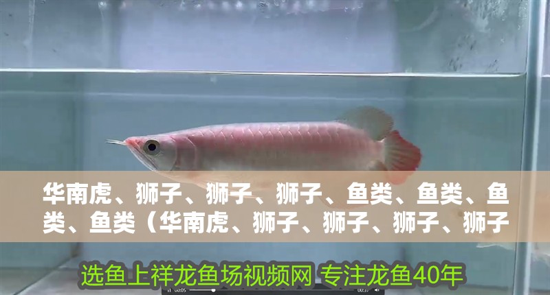 華南虎、獅子、獅子、獅子、魚(yú)類(lèi)、魚(yú)類(lèi)、魚(yú)類(lèi)、魚(yú)類(lèi)（華南虎、獅子、獅子、獅子、獅子、華南虎、獅子、華南虎）