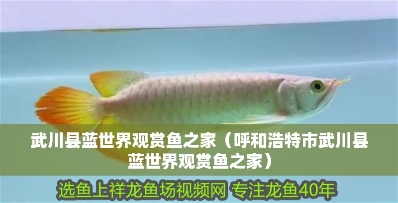 武川縣藍世界觀賞魚之家（呼和浩特市武川縣藍世界觀賞魚之家）