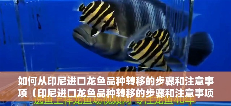 如何從印尼進口龍魚品種轉移的步驟和注意事項（印尼進口龍魚品種轉移的步驟和注意事項和注意事項）
