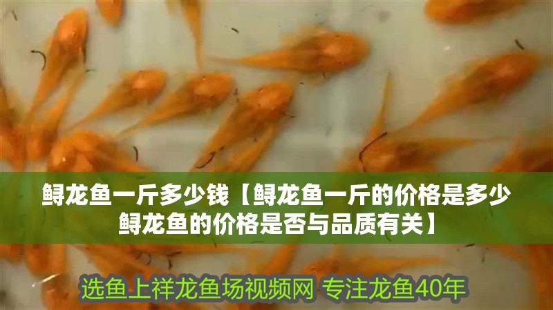 鱘龍魚一斤多少錢【鱘龍魚一斤的價(jià)格是多少鱘龍魚的價(jià)格是否與品質(zhì)有關(guān)】