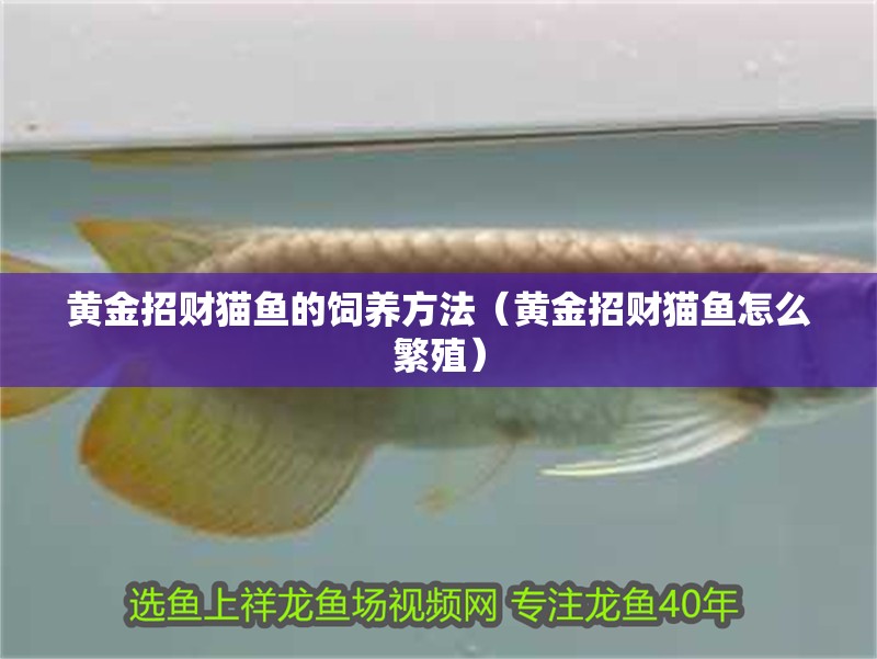黃金招財貓魚的飼養方法（黃金招財貓魚怎么繁殖）