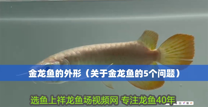 金龍魚的外形（關(guān)于金龍魚的5個(gè)問(wèn)題）