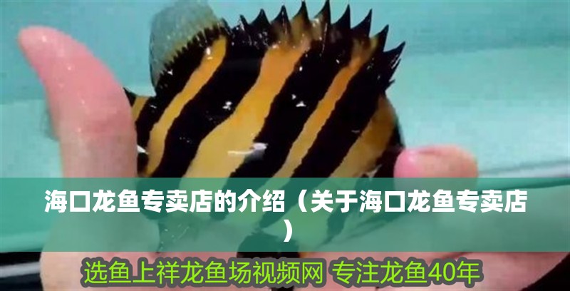 海口龍魚(yú)專(zhuān)賣(mài)店的介紹（關(guān)于海口龍魚(yú)專(zhuān)賣(mài)店）